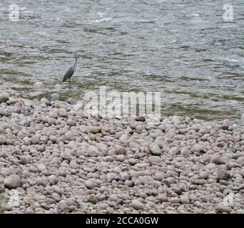 Vom Aussterben bedrohte Weißbauchreiher (Ardea insignis) in einem ungestörten Fluss im Himalaya von Bhutan. Stockfoto