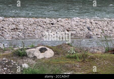 Vom Aussterben bedrohte Weißbauchreiher (Ardea insignis) in einem ungestörten Fluss im Himalaya von Bhutan. Stockfoto