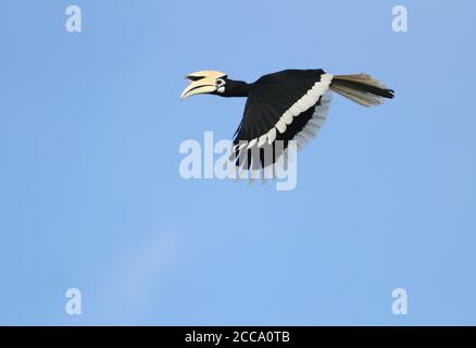 Oriental Pied Hornbill (Anthracoceros albirostris), auch als malaysischer Pied Hornbill bekannt. Fliegen über Baldachin Kinabatangan, Sabah, Malaysia. Stockfoto