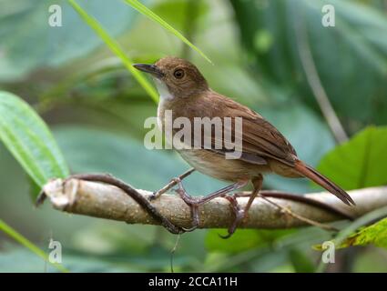 Sulawesi Babbler (Trichastoma celebene) auf einem Zweig im tropischen Wald auf der Insel Celebes in Indonesien. Stockfoto