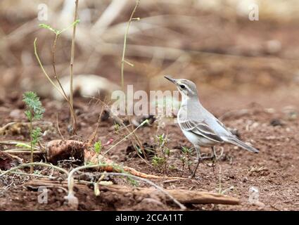 Östlicher Gelber Wagtail (Motacilla tschutschensis) während Herbstzug auf der Insel Babar, Bandasee, Indonesien. Unterart unbekannt. Stockfoto