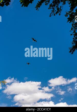 Harrogate, North Yorkshire, Großbritannien. August 2020. Rote Drachen fliegen gegen den blauen Himmel über Harewood House in der Nähe von Harrogate. Kredit: ernesto rogata/Alamy Live Nachrichten Stockfoto