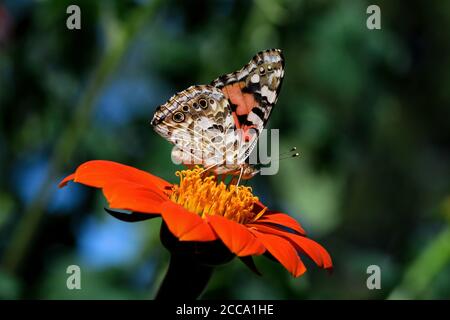 Bemalte Dame oder Vanessa cardui ein bekannter bunter Schmetterling auf Tithonia Blume oder mexikanische Sonnenblume. Stockfoto