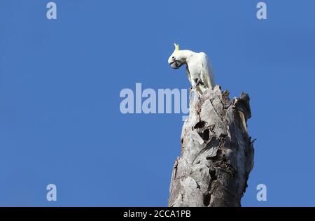 Vom Aussterben bedrohte Gelbkrebse-Kakadu (Cacatua galerita), auch bekannt als kleiner Schwefelkrebse-Kakadu, thront in einem Baum auf Komodo isran Stockfoto