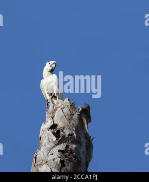 Vom Aussterben bedrohte Gelbkrebse-Kakadu (Cacatua galerita), auch bekannt als kleiner Schwefelkrebse-Kakadu, thront in einem Baum auf Komodo isran Stockfoto