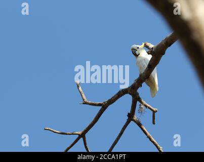 Vom Aussterben bedrohte Gelbkrebse-Kakadu (Cacatua galerita), auch bekannt als kleiner Schwefelkrebse-Kakadu, thront in einem Baum auf Komodo isran Stockfoto