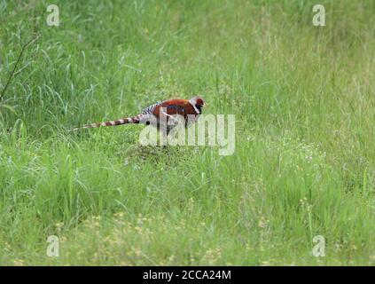 Elliot-Fasan (Syrmaticus ellioti) Männchen, das im hohen Gras auf Nahrungssuche ist Stockfoto