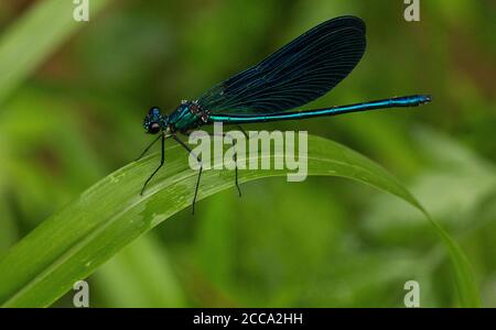 Männlich schöne Demoiselle, Calopteryx virgo, sitzt auf einem Rohr Stockfoto