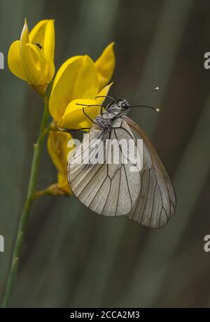 Schwarz-geäderter weißer Schmetterling, Aporia crataegi auf Spanischem Besen, Spartium junceum Stockfoto