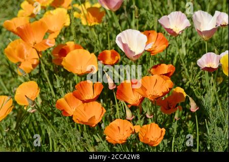 ORANGENMOHN WÄCHST WILD AUF EINEM FELD IN HERTFORDSHIRE Stockfoto