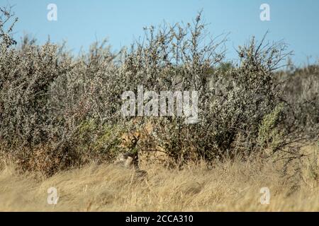 Ein gut getarnter Löwe, der im Busch von Etosha, Namibia, nach Beute Ausschau halten kann. Stockfoto