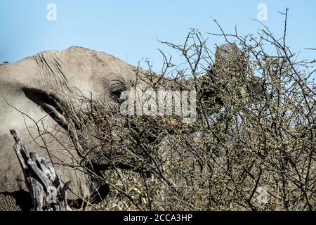 Ein Elefant, der von erlesenen Zweigen in Etosha ernährt wird. Stockfoto