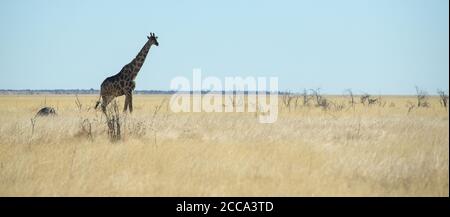 Eine einone Giraffe auf der Ebene von Etosha. Stockfoto