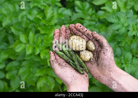 Lebendige grüne belaubte Hintergrund hinter jungen Händen, die schlammigen weißen Kartoffeln und gesunde riesige Ausstellung Long Pod Bohnen halten. Gesunde natürliche Lebensmittel. Stockfoto