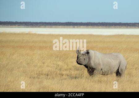 Schwarzes Nashörner auf der Savannenebene von Etosha mit hohem Gras und der Pfanne im Hintergrund. Stockfoto