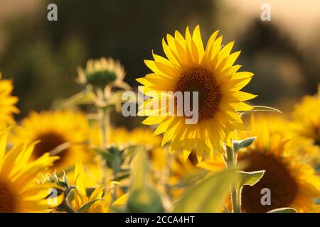 Sonnenblume - Helianthus annuus im Feld in der Abenddämmerung. Stockfoto