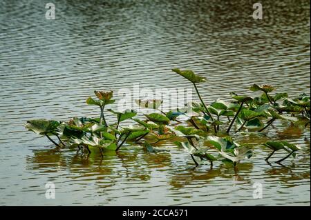 Lilly pads in einem kleinen See am Ufer. Stockfoto