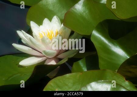 Nahaufnahme einer weißen Seerose in voller Blüte. Stockfoto