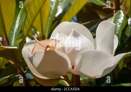 Nahaufnahme einer weißen Magnolienblume in einem Baum. Stockfoto