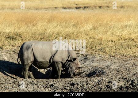 Schwarzes Nashorn, das nach einem Schlammbad seinen Kopf an der Seite eines Kratzlochs reibt. Stockfoto