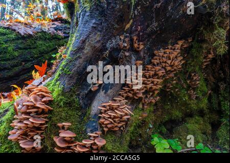 Wildpilze wachsen auf der Basis eines Baumstamms Im Silver Falls State Park in Oregon Stockfoto