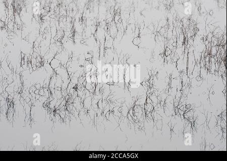 Nahaufnahme eines überfluteten Feldes nach Frühlingsregen. Stockfoto