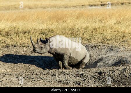 Schwarzes Nashorn, das nach einem Schlammbad in einem Kratzloch entheilt. Stockfoto