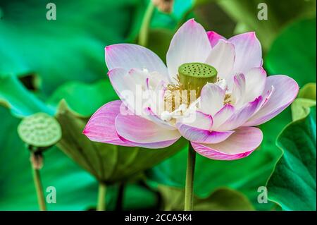 Nahaufnahme einer Lotusblume in voller Blüte Stockfoto