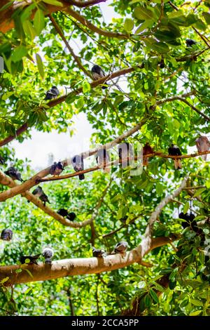 Stadttauben sitzen auf Ästen im Park von Santo Domingo. Dominikanische Republik. Stockfoto