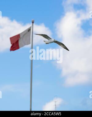 Maltesische Flagge und weiße Möwe fliegen im blauen Himmel Hintergrund. Malta Flagge Stockfoto