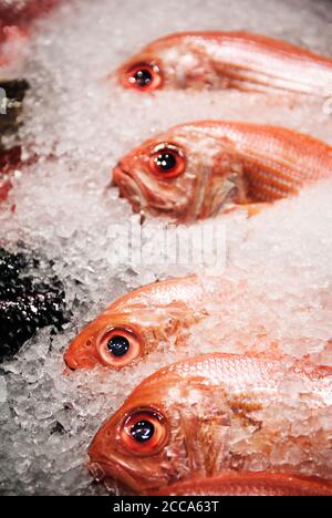 Red Snapper Fisch auf einem Fischmarkt Stockfoto