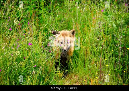 Ein junger Rotfuchs guckt durch die Wildblumen Stockfoto