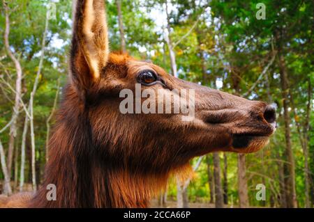 Ein Nahaufnahme Profil des Kopfes eines weiblichen Elchs, mit einem Waldhintergrund, Stockfoto