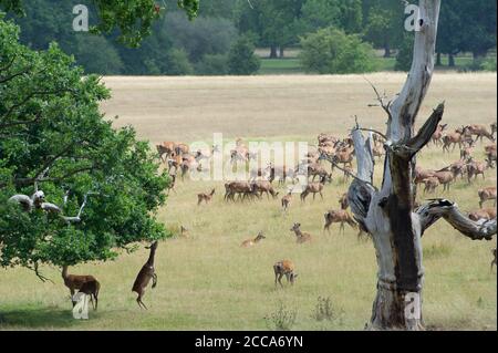Windsor, Berkshire, Großbritannien. August 2020. Eine Herde Hirsche grasten heute im Windsor Great Park, als die Sonne nach einem Tag sintflutartigen Regens gestern zurückkehrte. Quelle: Maureen McLean/Alamy Live News Stockfoto