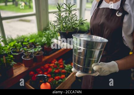 Kaukasische Frau, die einen eingetopften Rosmarin-Keimling zeigt Stockfoto