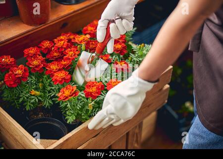Baumschule weibliche Arbeiter Neupflanzen einer blühenden Ringelblume Stockfoto
