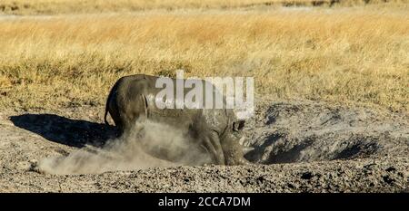 Schwarzes Nashorn, das nach einem Schlammbad in einem staubigen Kratzloch gräbt. Stockfoto
