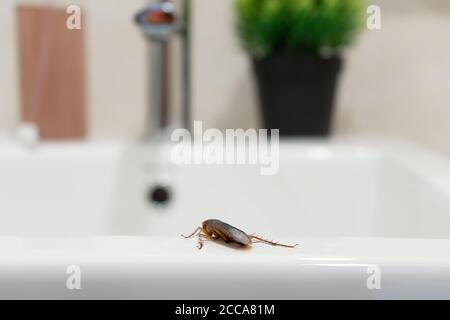 Kakerlake im Bad auf dem Waschbecken. Das Problem mit Insekten Stockfoto