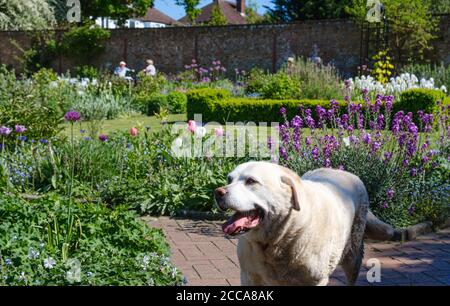 Ein Hund genießt die Sonne und das warme Wetter im 17. Jahrhundert Walled Garden, Eastcote House Gardens, Hillingdon, North West London, England, Großbritannien Stockfoto