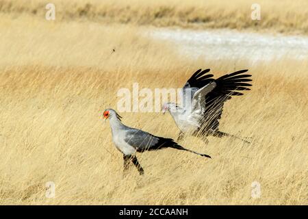 Ein Paar Sekretärvögel, die im langen Savannengras am Rande der Etosha-Pfanne jagen. Namibia Stockfoto