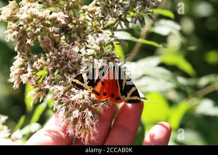 Eine hübsche Jersey Tiger Moth, Euplagia quadripunctaria Stockfoto