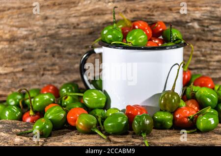 Ziegenpfeffer (Capsicum chinense). Duftende Paprika in der brasilianischen Küche verwendet. Produkte, die als Gewürze und Gewürze verwendet werden. Pflanze asiatischer Herkunft. Stockfoto