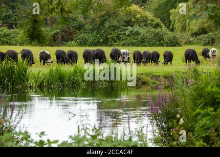 Kühe grasen auf Gras entlang des Flusses Avon in Salisbury, Wiltshire, Großbritannien Stockfoto