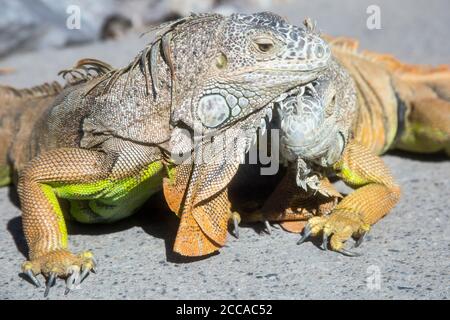 Wilde Iguanas gedeihen im tropischen Klima von Puerto Vallarta, Mexiko Stockfoto