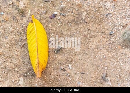 Guava-Blätter (Psidium guajava). Guava-Blätter gelten als natürliches Heilmittel gegen Dengue. Einrichtung und Stil. Handwerk und Stillleben. Stockfoto