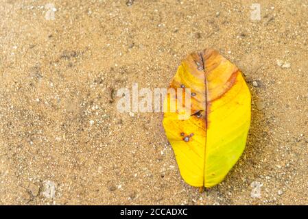 Guava-Blätter (Psidium guajava). Guava-Blätter gelten als natürliches Heilmittel gegen Dengue. Einrichtung und Stil. Handwerk und Stillleben. Stockfoto