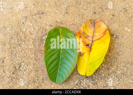 Guava-Blätter (Psidium guajava). Guava-Blätter gelten als natürliches Heilmittel gegen Dengue. Einrichtung und Stil. Handwerk und Stillleben. Stockfoto