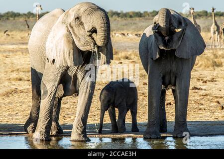 Ein Paar afrikanischer Elefanten trinkt an einem Wasserloch in Etosha mit einem Jungen, der noch nicht gelernt hat, mit seinem Rüssel zu trinken, zwischen ihnen. Stockfoto