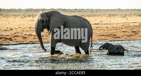 Ein afrikanischer Elefantenbaby folgt seiner Mutter nervös über ein Wasserloch. Stockfoto