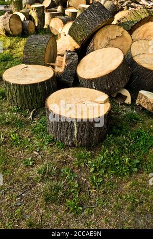 Bäume in Stücke geschnitten, warten auf aus dem Wald bewegt werden, bucking Konzept Stockfoto